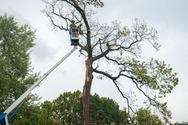 Tree and Shrub Care in Crouch Mesa, NM