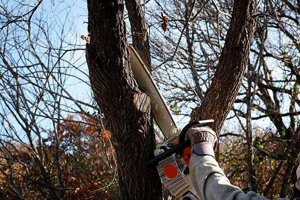 How Our Tree Care Process Works  in  Crouch Mesa, NM