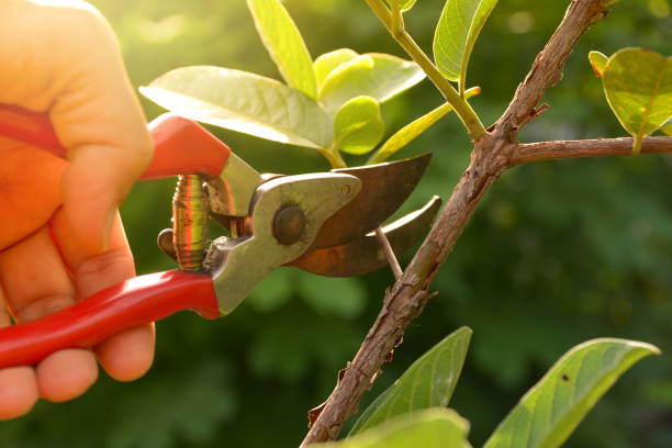 Best Tree Removal  in Crouch Mesa, NM